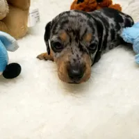 Rip, a male Dachshund for sale in Haverhill, NH – 1 of 9