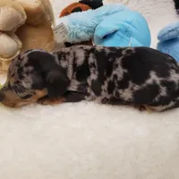 Rip, a male Dachshund for sale in Haverhill, NH – 8 of 9