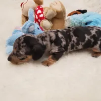 Rip, a male Dachshund for sale in Haverhill, NH – 6 of 9