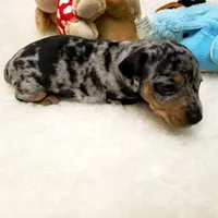 Rip, a male Dachshund for sale in Haverhill, NH – 3 of 9