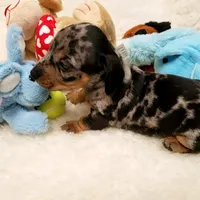 Rip, a male Dachshund for sale in Haverhill, NH – 2 of 9