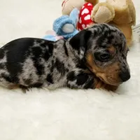 Rip, a male Dachshund for sale in Haverhill, NH – 5 of 9
