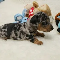 Rip, a male Dachshund for sale in Haverhill, NH – 9 of 9
