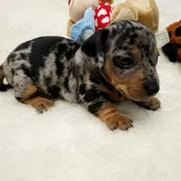Rip, a male Dachshund for sale in Haverhill, NH – 7 of 9