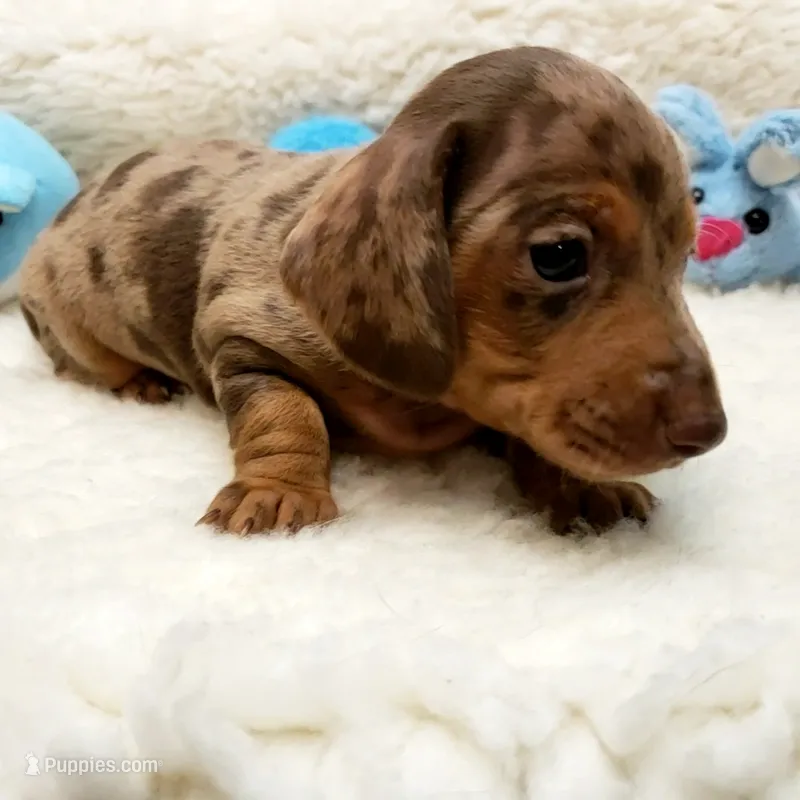 Jack – Miniature Dachshund puppy for sale in Haverhill, NH