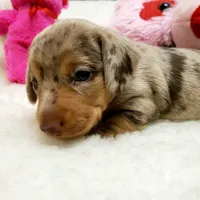 Gabby, a female Miniature Dachshund for sale in Haverhill, NH – 8 of 10