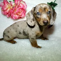 Mercedes, a female Miniature Dachshund for sale in Haverhill, NH – 3 of 10