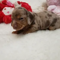 Mercedes, a female Miniature Dachshund for sale in Haverhill, NH – 7 of 9