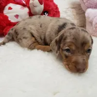 Mercedes, a female Miniature Dachshund for sale in Haverhill, NH – 8 of 9