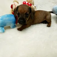 Bruiser, a male Dachshund for sale in Haverhill, NH – 8 of 9