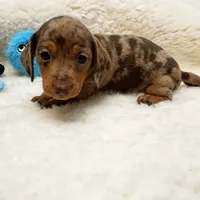 Jack, a male Miniature Dachshund for sale in Haverhill, NH – 8 of 10