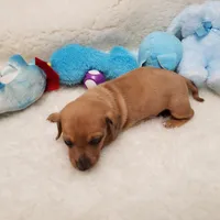 Brody, a male Miniature Dachshund for sale in Haverhill, NH – 9 of 10