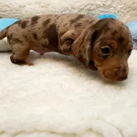 Jack, a male Miniature Dachshund for sale in Haverhill, NH – 7 of 10