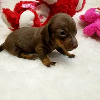 Glenda, a female Miniature Dachshund for sale in Haverhill, NH – 3 of 9