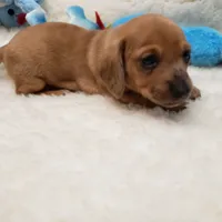 Brody, a male Miniature Dachshund for sale in Haverhill, NH – 5 of 10