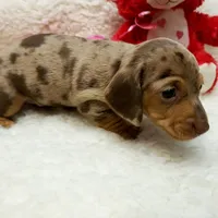 Gwen, a female Miniature Dachshund for sale in Haverhill, NH – 7 of 9