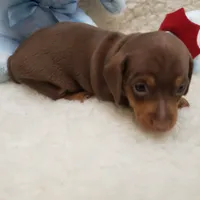 Brady, a male Miniature Dachshund for sale in Haverhill, NH – 4 of 10