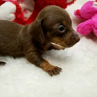 Glenda, a female Miniature Dachshund for sale in Haverhill, NH – 7 of 9