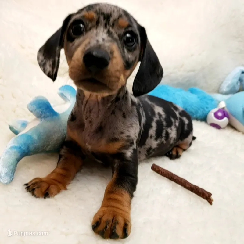 Rip – Dachshund puppy for sale in Haverhill, NH