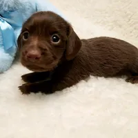 Rip, a male Miniature Dachshund for sale in Haverhill, NH – 7 of 9