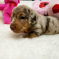 Gabby, a female Miniature Dachshund for sale in Haverhill, NH – 2 of 10