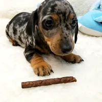 Rip, a male Dachshund for sale in Haverhill, NH – 3 of 10