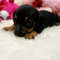 Sara, a female Miniature Dachshund for sale in Haverhill, NH – 5 of 10