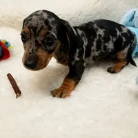 Rip, a male Dachshund for sale in Haverhill, NH – 2 of 10