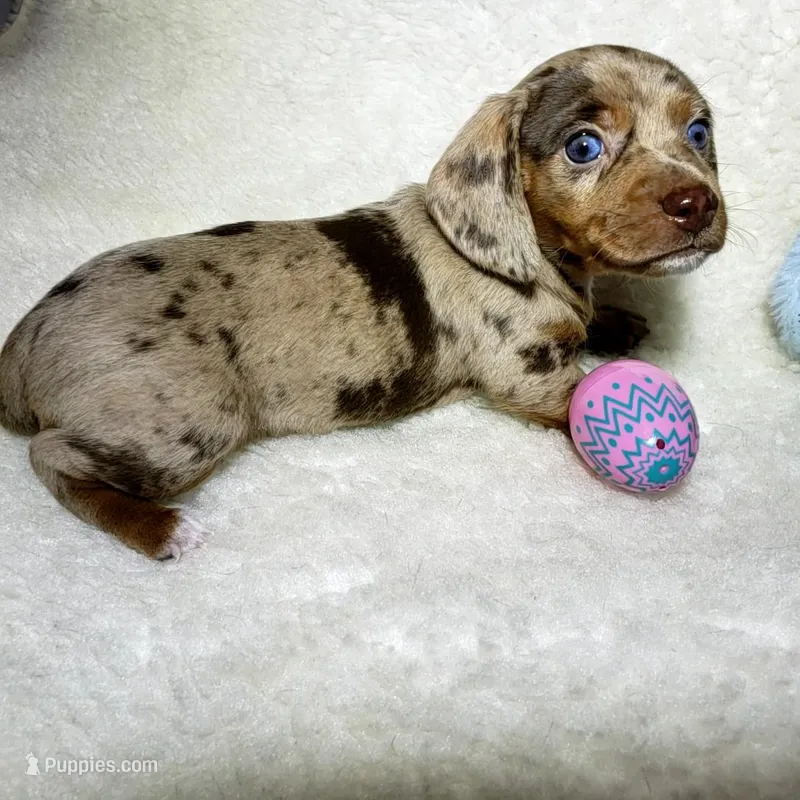 Little Boy Bleu – Miniature Dachshund puppy for sale in Haverhill, NH