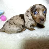 Little Boy Bleu, a male Miniature Dachshund for sale in Haverhill, NH – Photo 8 of 10