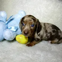 Little Boy Bleu, a male Miniature Dachshund for sale in Haverhill, NH – Photo 2 of 10