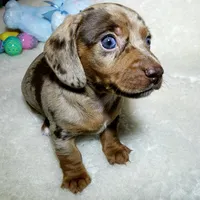 Little Boy Bleu, a male Miniature Dachshund for sale in Haverhill, NH – Photo 4 of 10