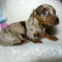 Little Boy Bleu, a male Miniature Dachshund for sale in Haverhill, NH – Photo 10 of 10