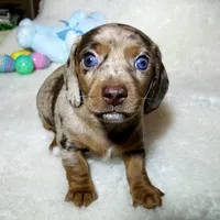 Little Boy Bleu, a male Miniature Dachshund for sale in Haverhill, NH – Photo 5 of 10