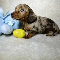 Little Boy Bleu, a male Miniature Dachshund for sale in Haverhill, NH – Photo 6 of 10