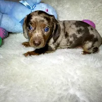 Little Boy Bleu, a male Miniature Dachshund for sale in Haverhill, NH – Photo 7 of 10