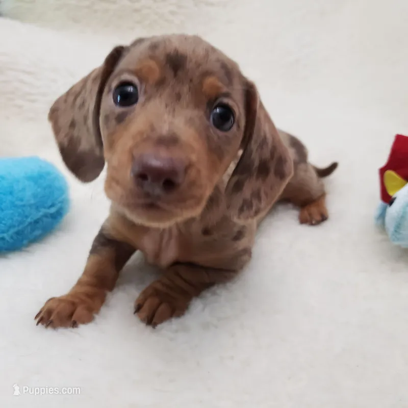 Jack – Miniature Dachshund puppy for sale in Haverhill, NH