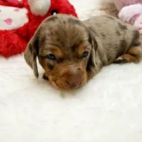 Mercedes, a female Miniature Dachshund for sale in Haverhill, NH – 5 of 9