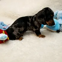Rocko, a male Dachshund for sale in Haverhill, NH – 4 of 10