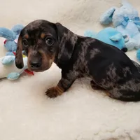 Rocko, a male Dachshund for sale in Haverhill, NH – 7 of 10