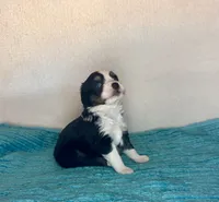 Black Tri with Blue Eyes, a female Toy Australian Shepherd for sale in Quartzsite, AZ – 4 of 5