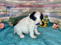 Mini F2B Black White Parti Stunning , a male Aussiedoodle for sale in Quartzsite, AZ – 5 of 10