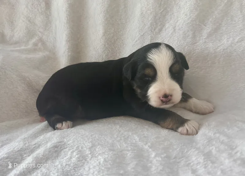 Mini Toy Gorgeous Black Tri Blue Eyes Sweet Tamale – Miniature Australian Shepherd puppy for sale in Quartzsite, AZ
