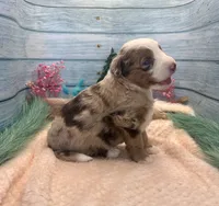 Toy Mini F1 Red Merle Phoenix , a male Miniature Aussiedoodle for sale in Quartzsite, AZ – 7 of 9
