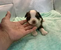 Stunning Toy Red Tri Boy Blue Eyes, a male Toy Australian Shepherd for sale in Quartzsite, AZ – 3 of 6