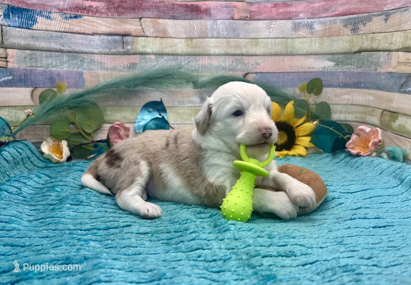 Toy Mini F1 Red Merle Parti  – Miniature Aussiedoodle puppy for sale in Quartzsite, AZ