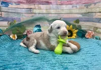Toy Mini F1 Red Merle Parti , a female Miniature Aussiedoodle for sale in Quartzsite, AZ – 1 of 10