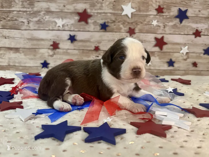 Toy Mini F1 Red and White Parti  – Miniature Aussiedoodle puppy for sale in Quartzsite, AZ