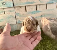 Miniature F2B Red Merle Parti , a male Poodle - Miniature  and Miniature Aussiedoodle for sale in Quartzsite, AZ – 3 of 6
