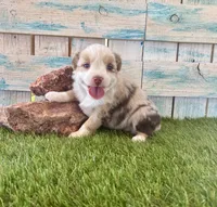 Gorgeous Toy Red Merle Blue Eyes, a female Toy Australian Shepherd for sale in Quartzsite, AZ – 7 of 10